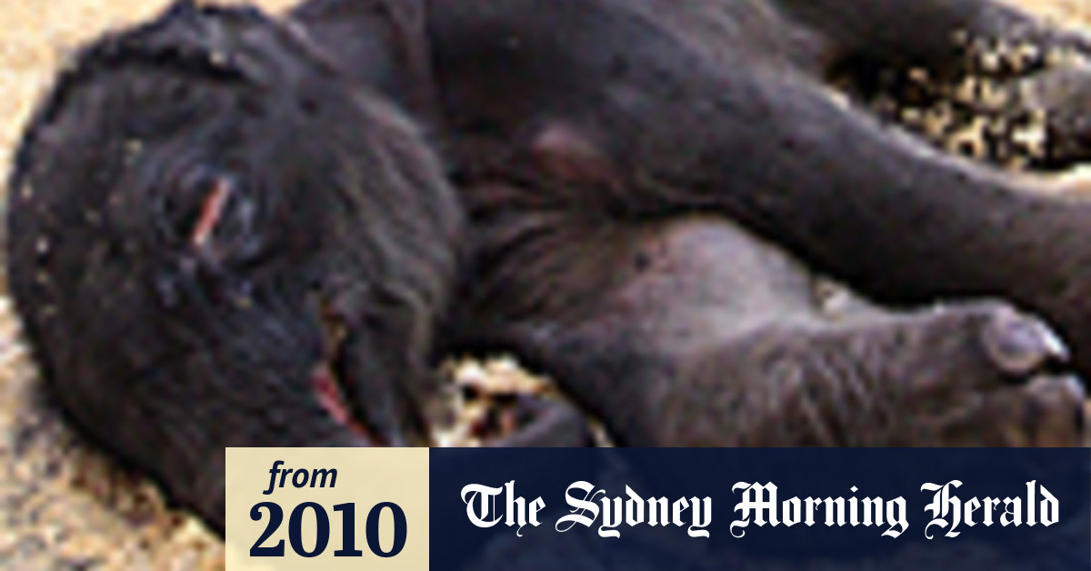 Elephant mother trumpets miracle birth